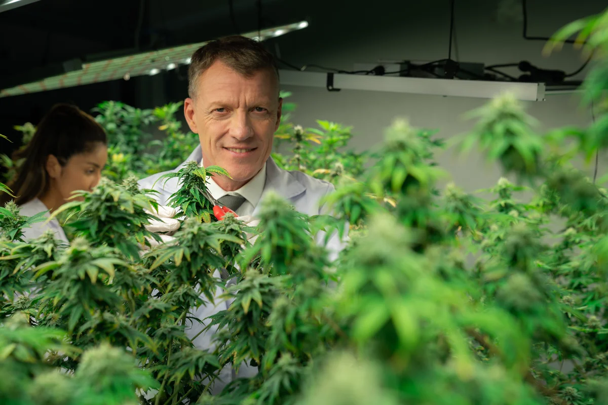 Cannabis Anbauverein gründen: Schritt-für-Schritt Anleitung